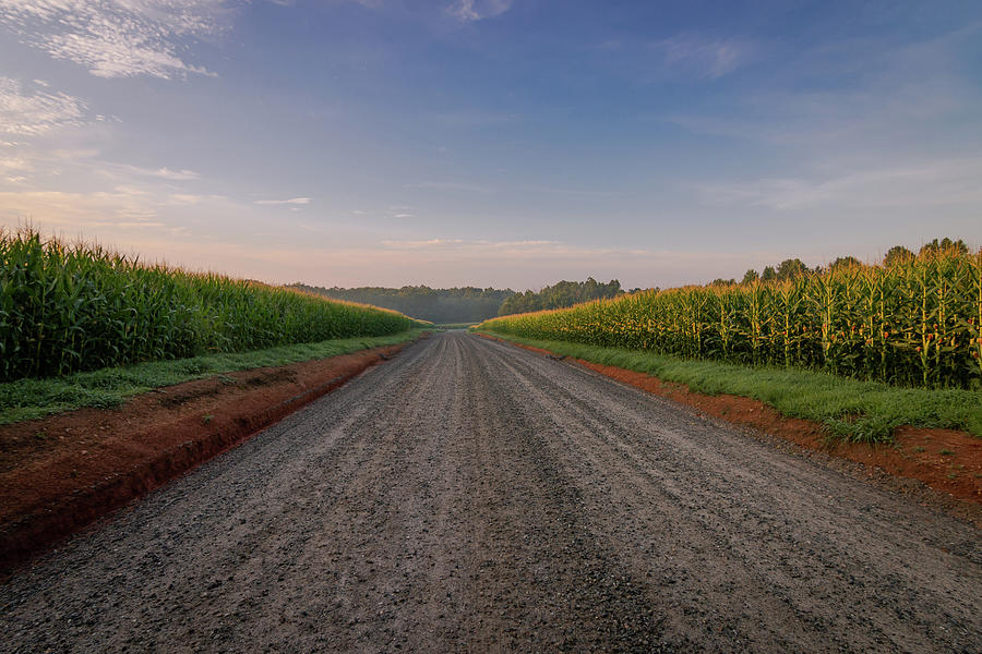 Summer Photograph - Summer Morning On Corn by Robby Batte