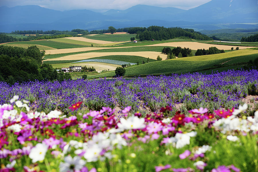 Summer Of Hokkaido Photograph by Shenyang's Photo. All Rights Reserved