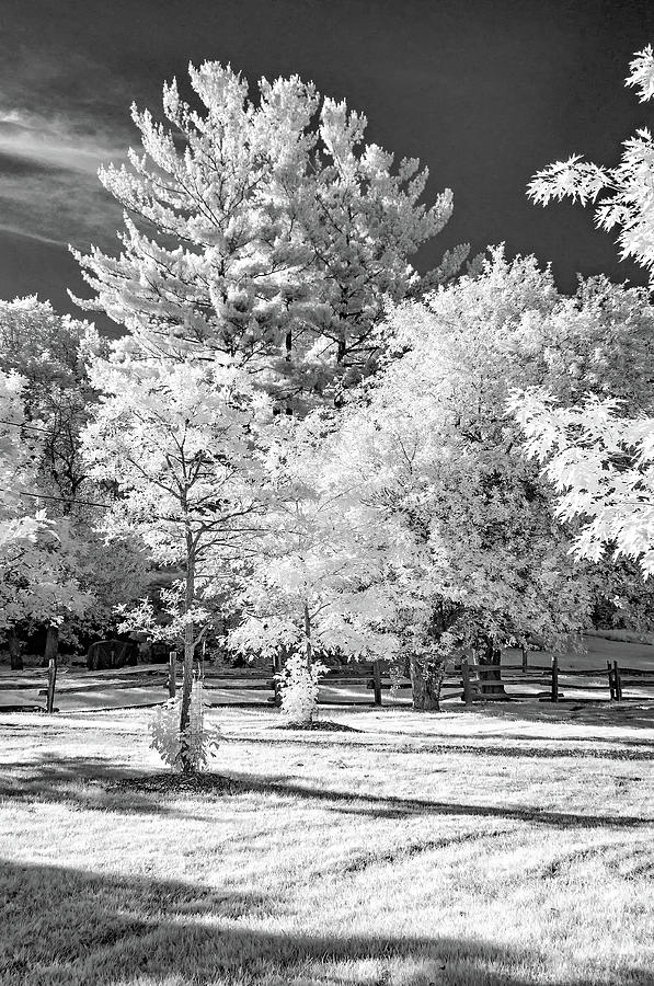 Summer Park In Infrared Bw Photograph