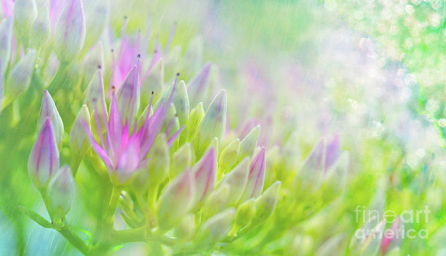 Summer Pastels by Elaine Manley Summer Pastels by Elaine Manley