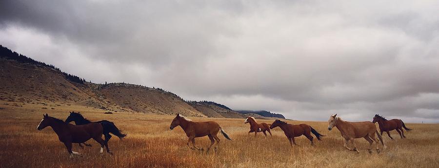 Horse Photograph - Autumn Pasture by Kelly A Wolfe