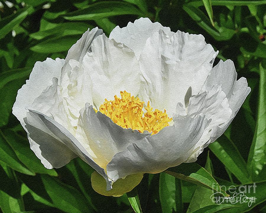 Summer Peony Painted Painting by Diane E Berry