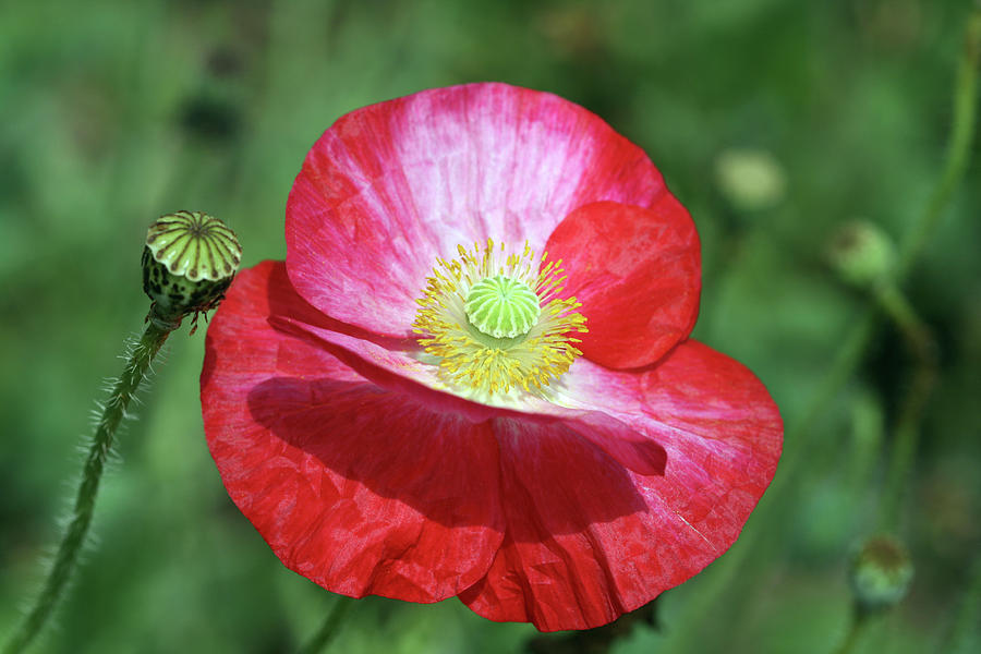 Summer Poppy by Peg Toliver Summer Poppy by Peg Toliver