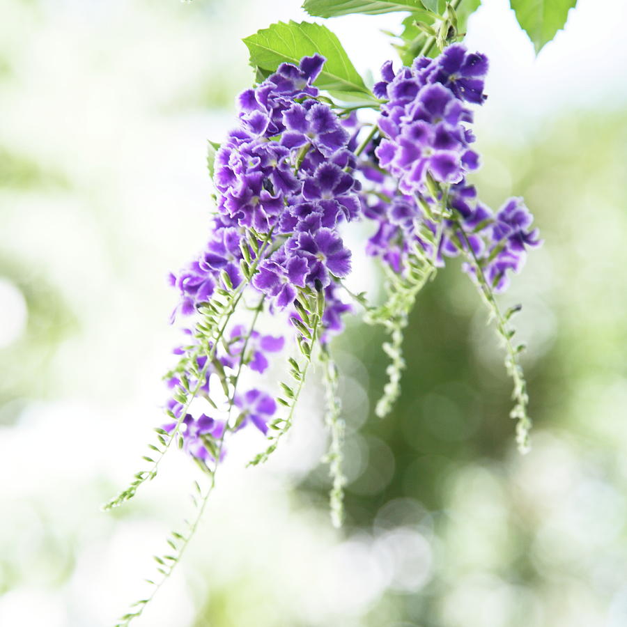 Summer Purple Photograph by Tsuntsun