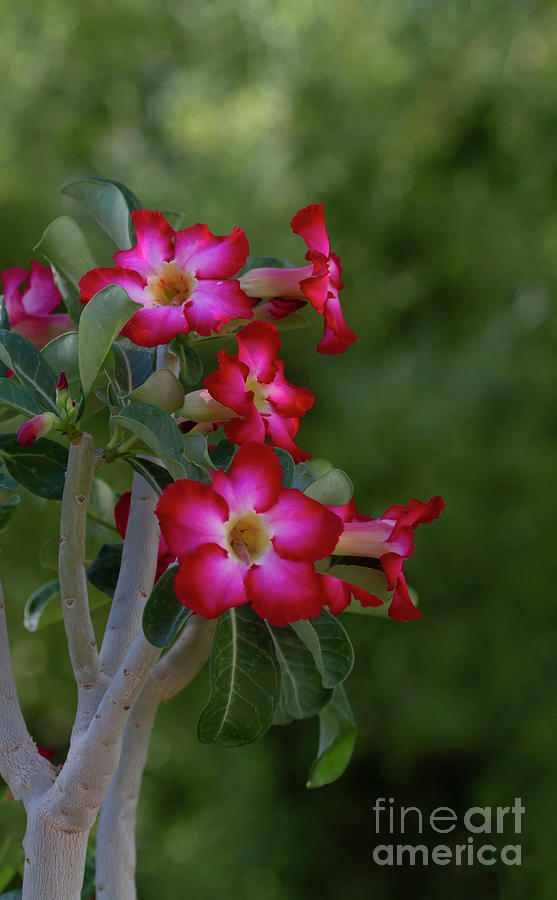 Summer Red Adenium Photograph by Ruth Jolly