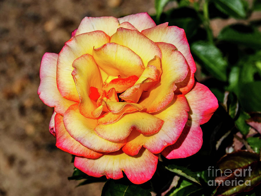 Flower Photograph - Summer Rose by Gina Matarazzo Flower Photograph - Summer Rose by Gina Matarazzo