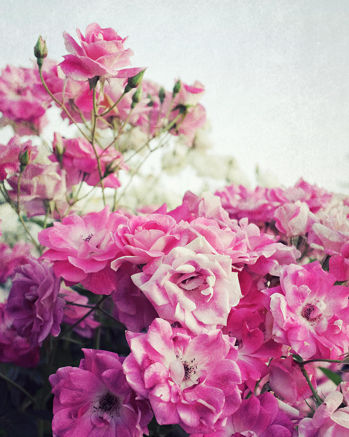 Summer Roses Photograph by Lupen Grainne