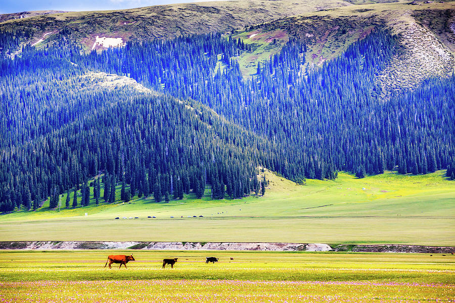 Summer Scenery By Sayram Lake Photograph by Feng Wei Photography