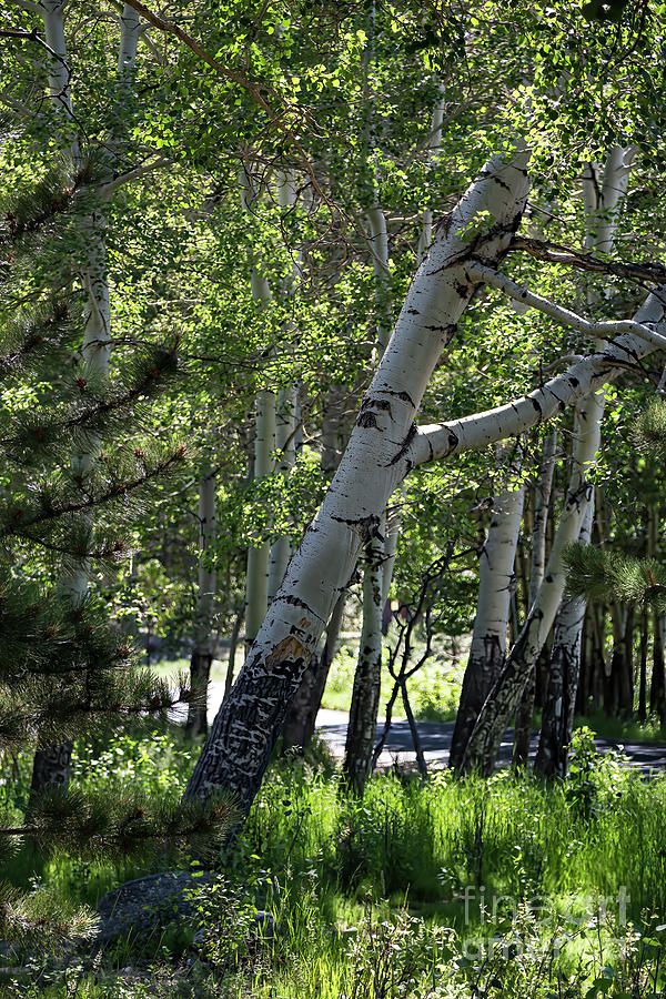 Rocky Mountain National Park Photograph - Summer Shadows by Jon Burch Photography
