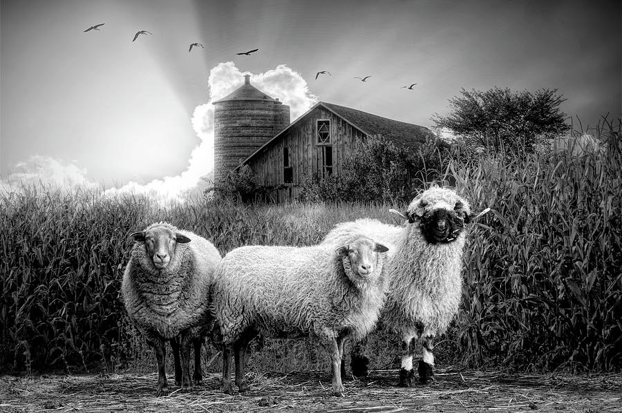 Summer Sheep in Black and White Photograph by Debra and Dave Vanderlaan