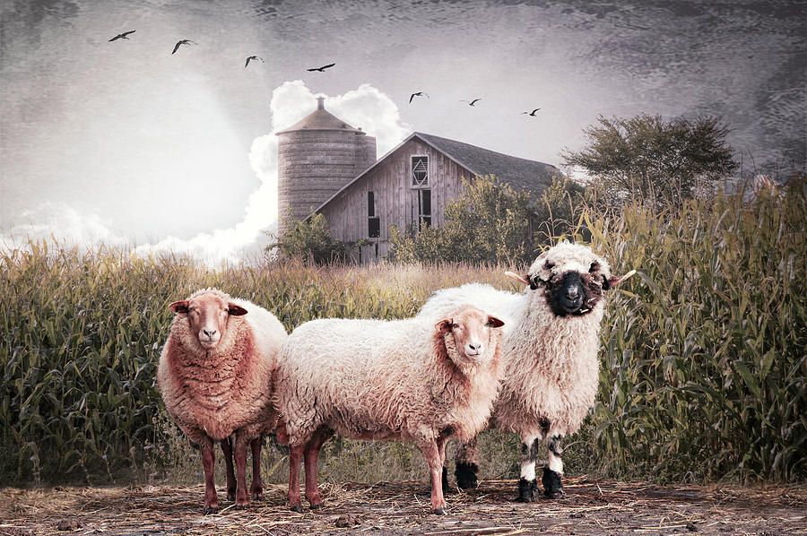 Summer Sheep in Soft Colors Digital Art by Debra and Dave Vanderlaan