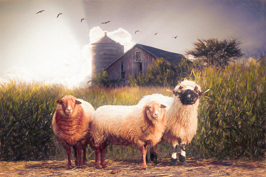 Summer Sheep Oil Painting Photograph by Debra and Dave Vanderlaan
