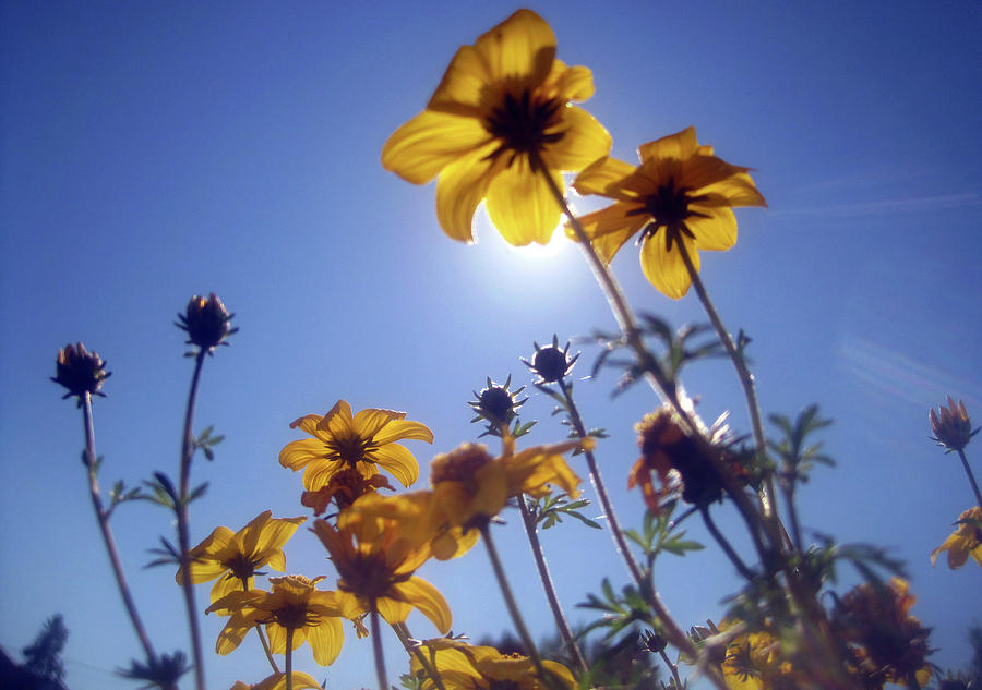 Summer Sky Flowers 2 Photograph by Jaeda DeWalt