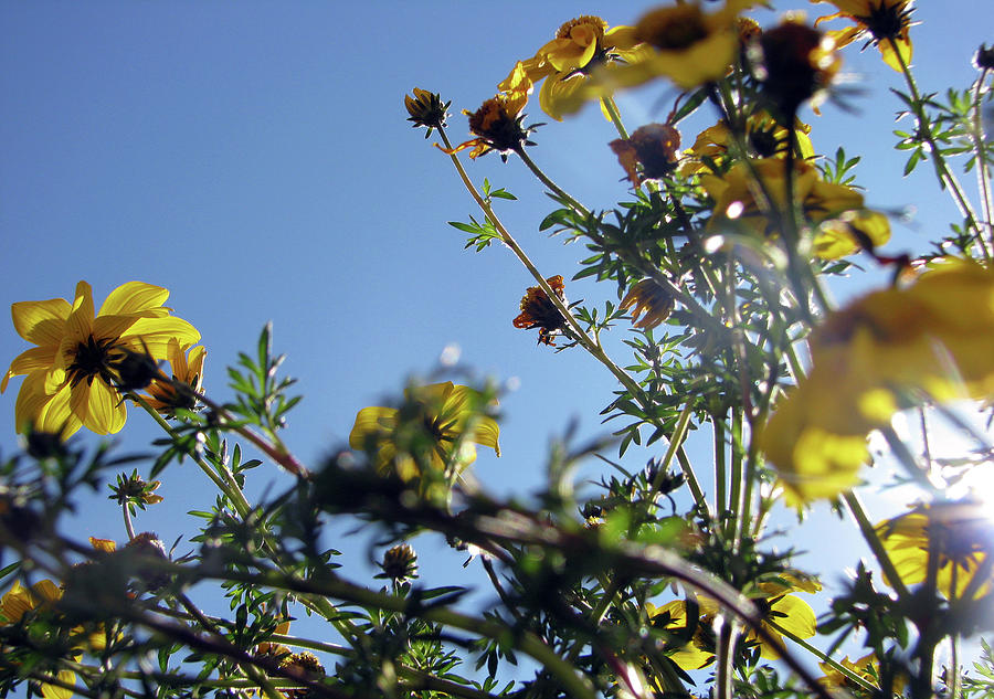 Summer Sky Flowers 5 Photograph by Jaeda DeWalt