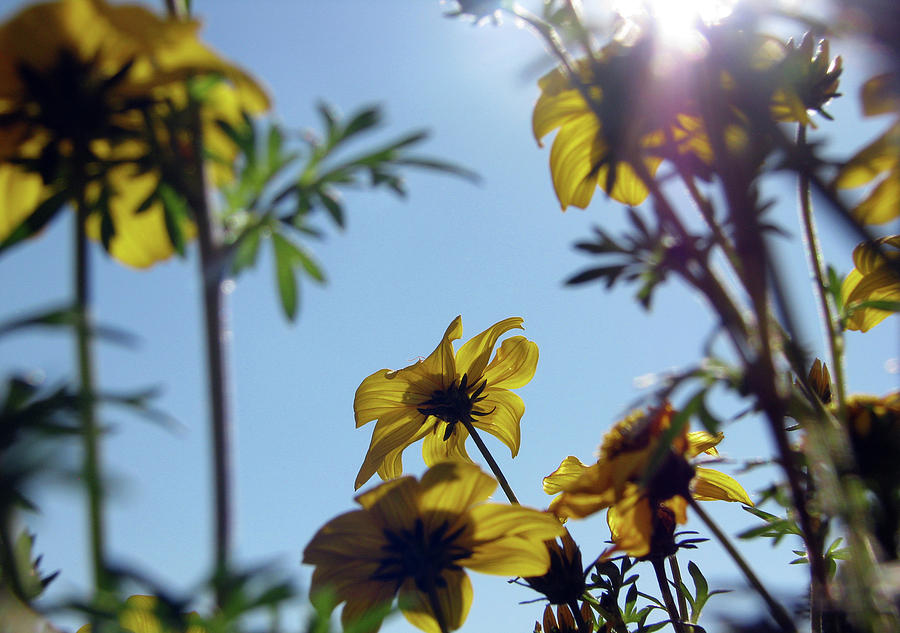 Summer Sky Flowers 7 Photograph by Jaeda DeWalt