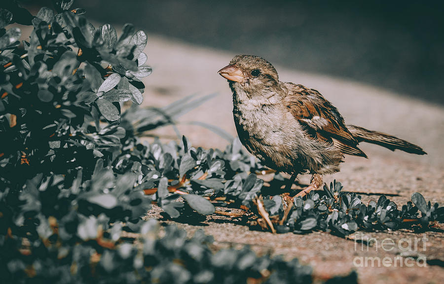 Summer Sparrow. Bird Photograph by Stephen Geisel Summer Sparrow. Bird Photograph by Stephen Geisel