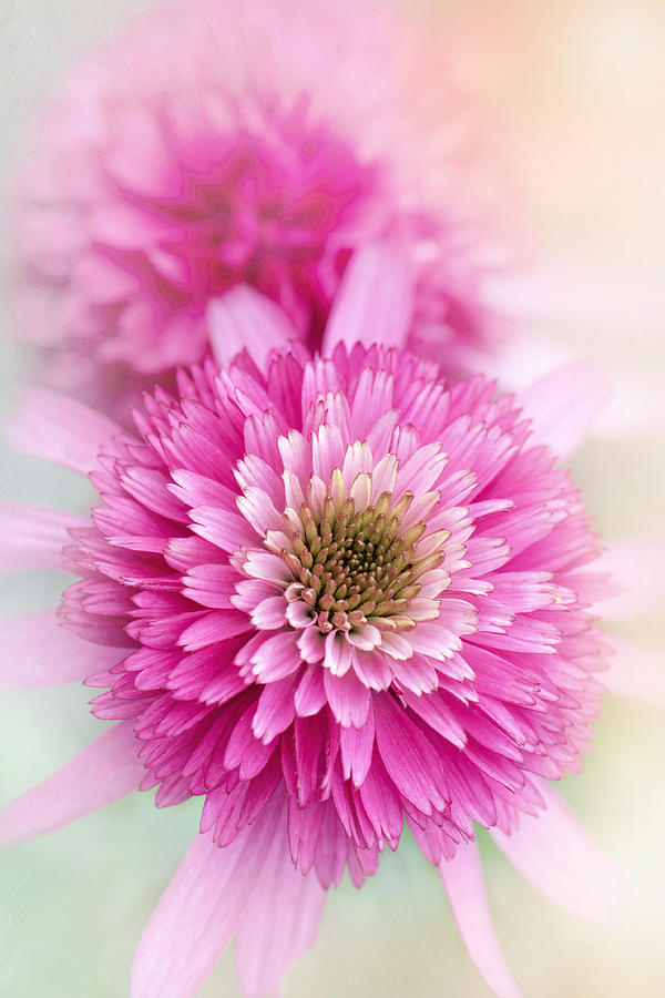 Flower Photograph - Summer Spirit by Jacky Parker