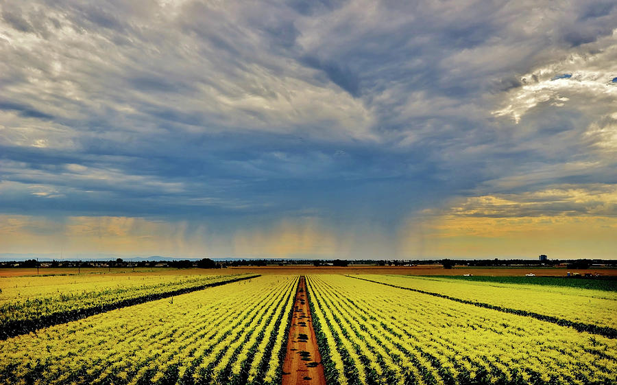Summer Storm in the Corn Fields by Marilyn MacCrakin Summer Storm in the Corn Fields by Marilyn MacCrakin