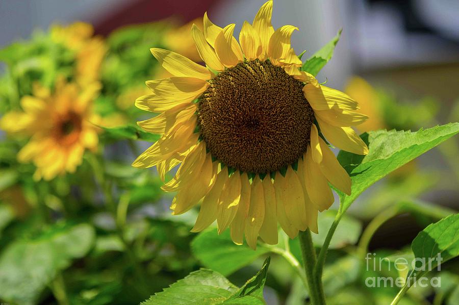 Summer Sunflower Photograph