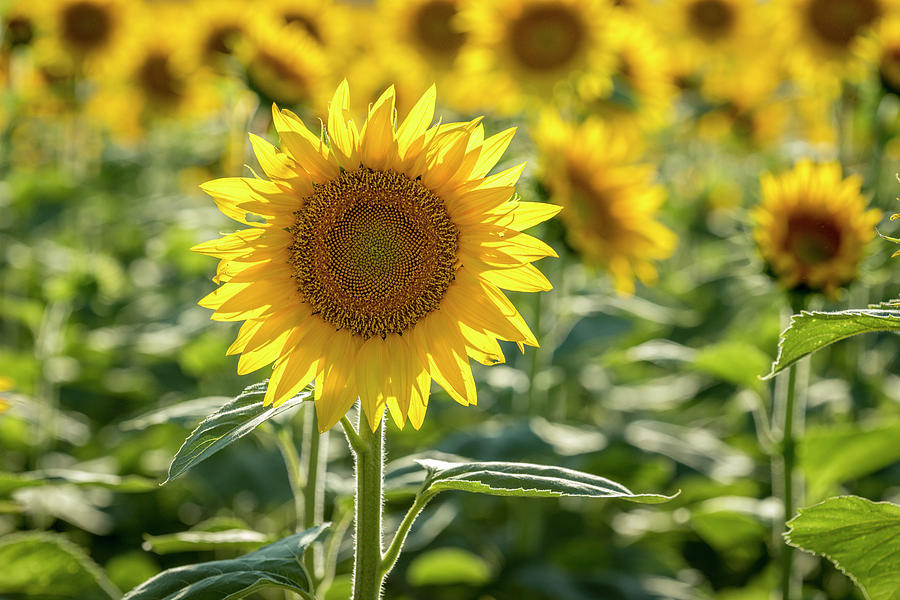 Summer Sunflower Photograph by Teri Virbickis