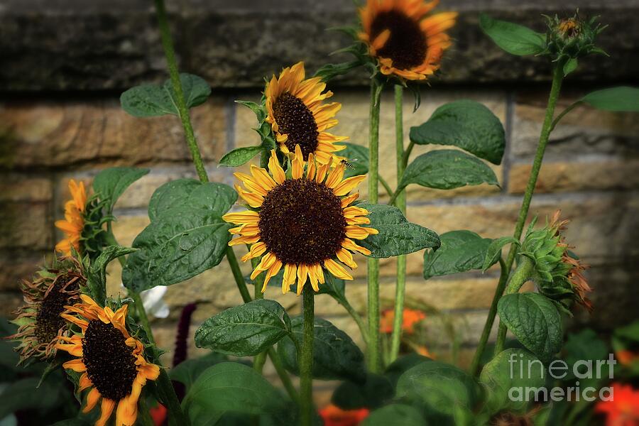 Summer Sunflowers Photograph by Yvonne Johnstone