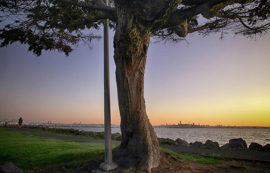 Tree Photograph - Summer Sunset Stroll by Laurie Search
