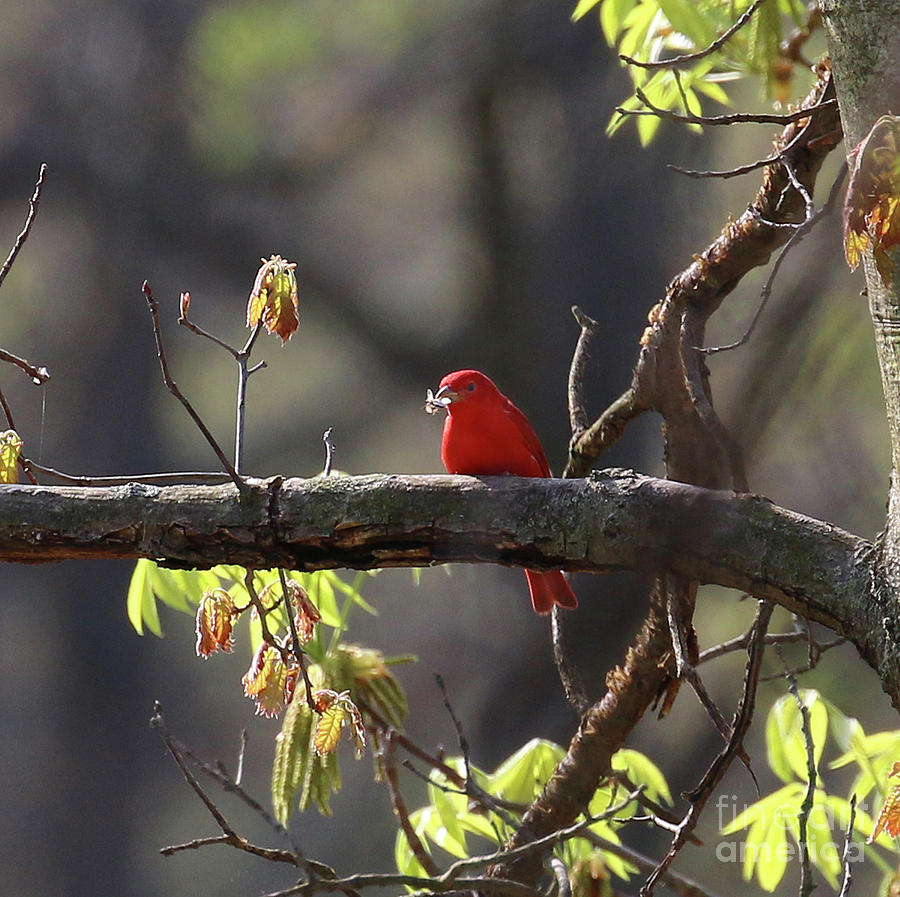 Summer Tanager 0513 Photograph by Jack Schultz