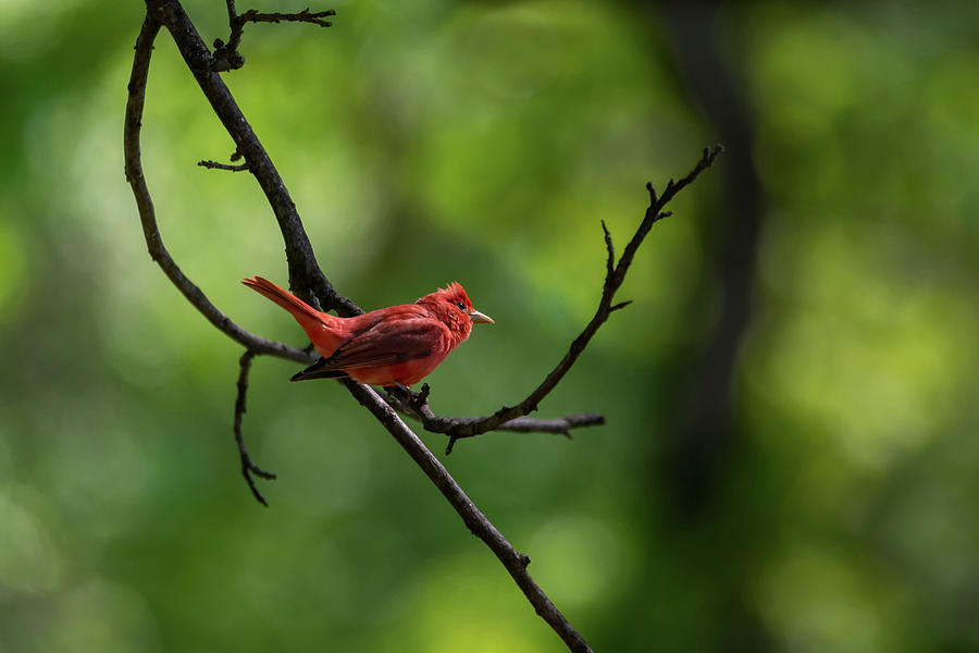 Summer Tanager Aglow Photograph by Debra Martz Summer Tanager Aglow Photograph by Debra Martz