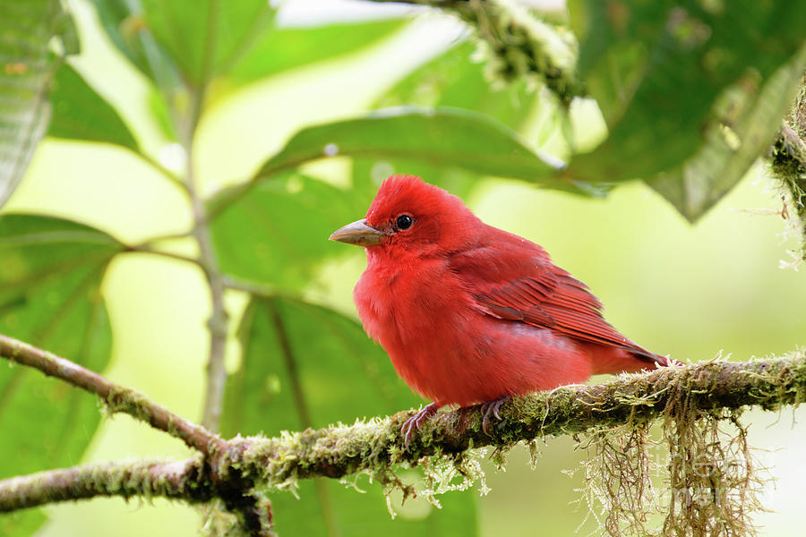 Summer Tanager Photograph by Dr P. Marazzi/science Photo Library