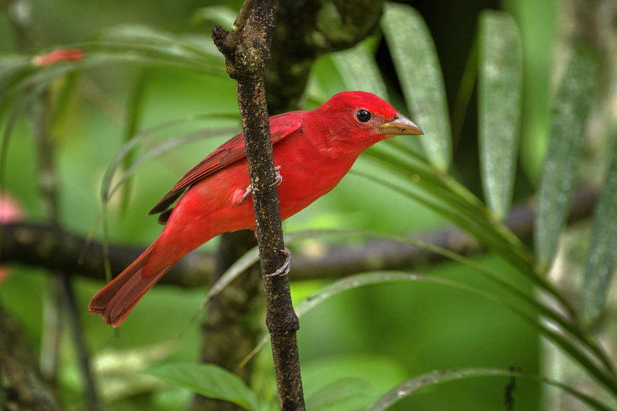 Summer Tanager Entreaguas Ibague Tolima Colombia Photograph by Adam Rainoff