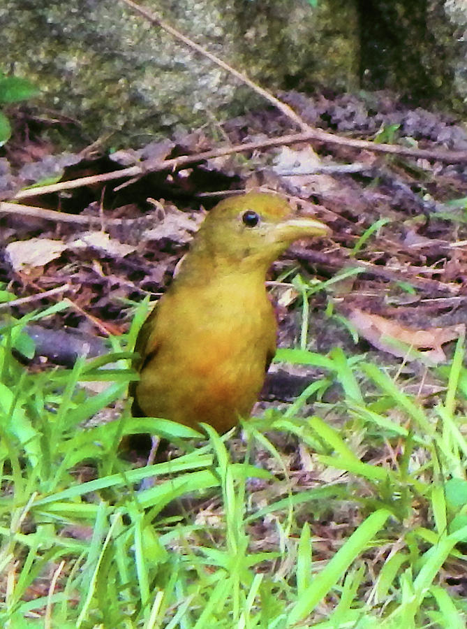 Summer Tanager II Photograph by Karen Stansberry