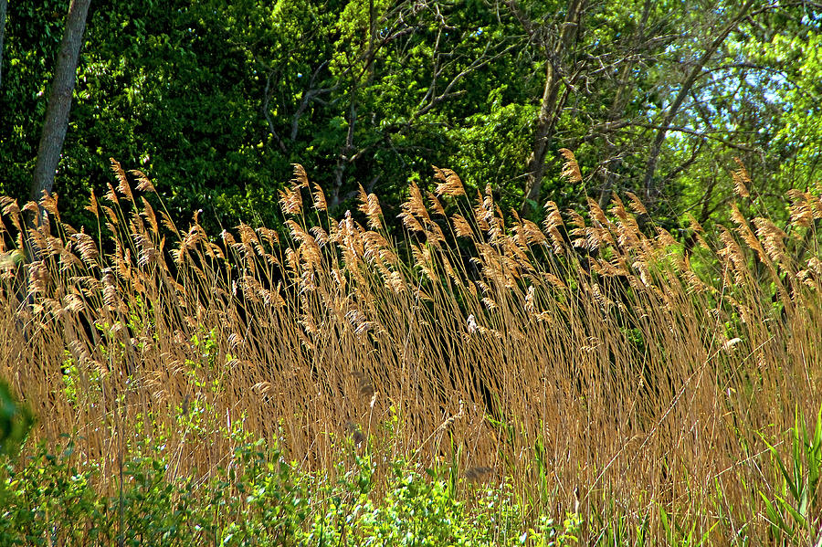 Summer Time Grass # 2 Photograph by Thomas Firak