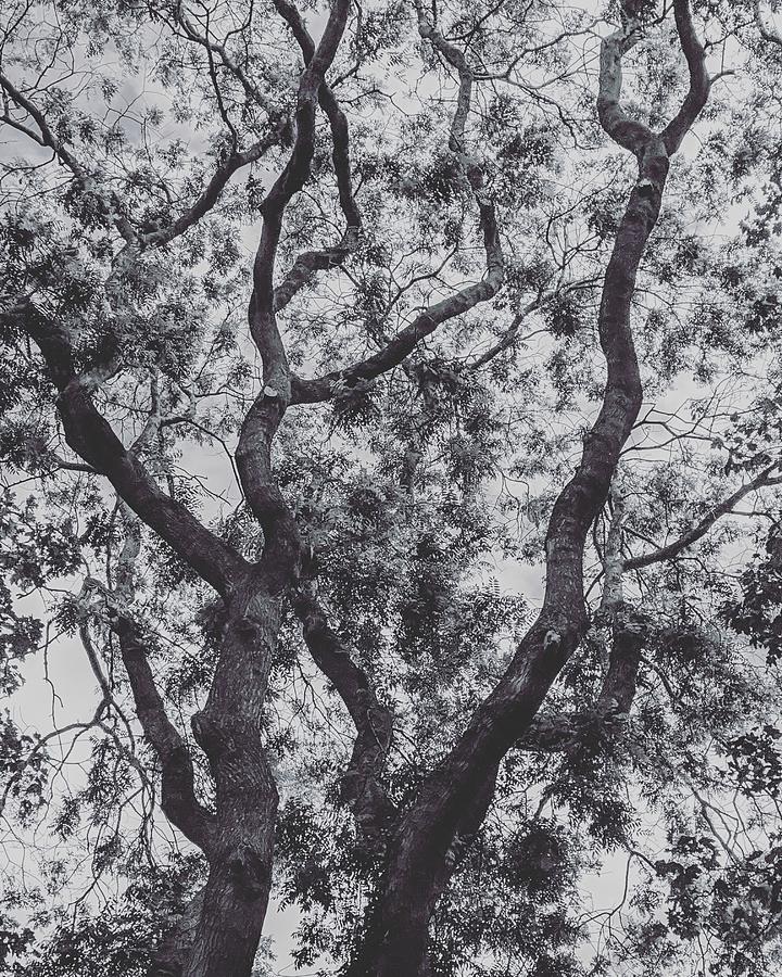 Summer Tree Photograph by Elizabeth Allen