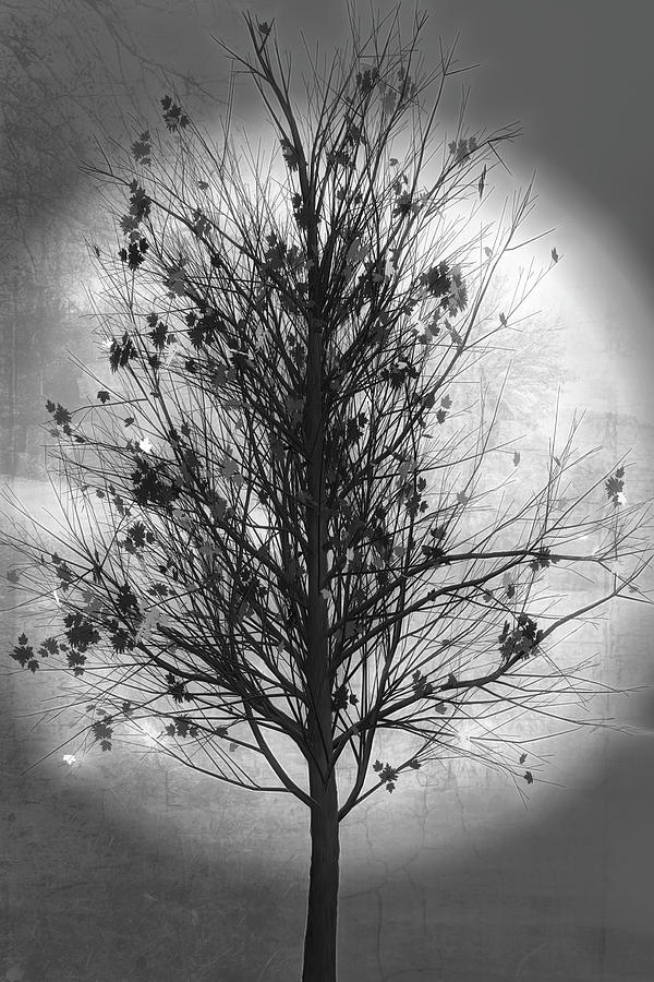 Summer Tree in Black and White Digital Art by Debra and Dave Vanderlaan