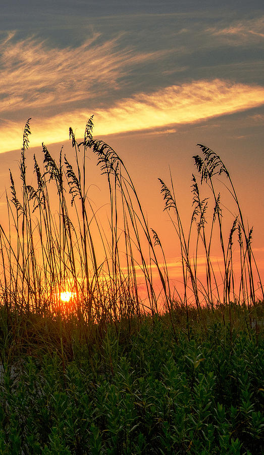 Summer Vibe by John Harding Summer Vibe by John Harding