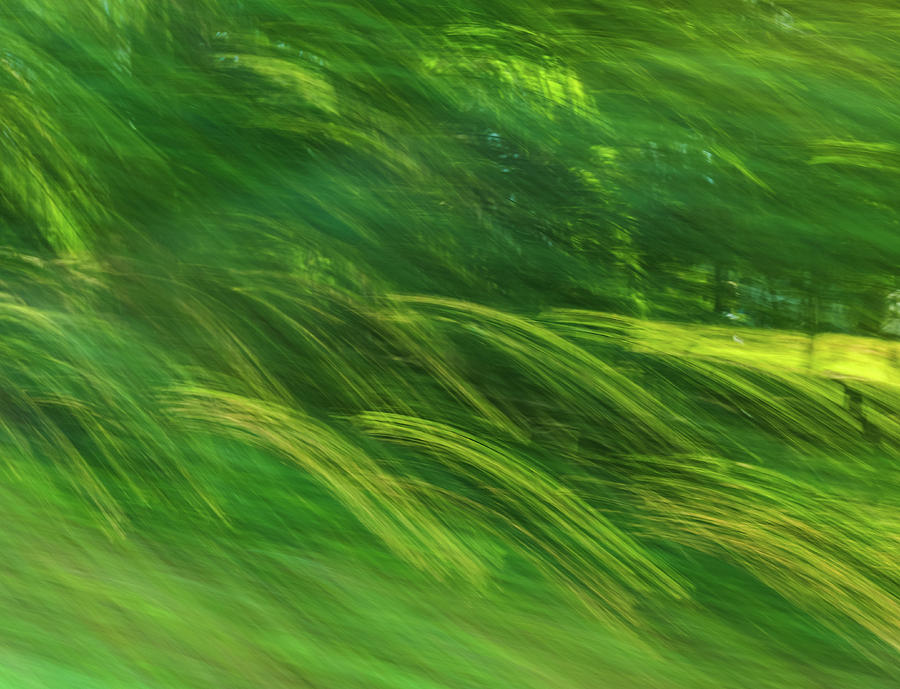 Summer Waves Of Green by Dan Sproul Summer Waves Of Green by Dan Sproul