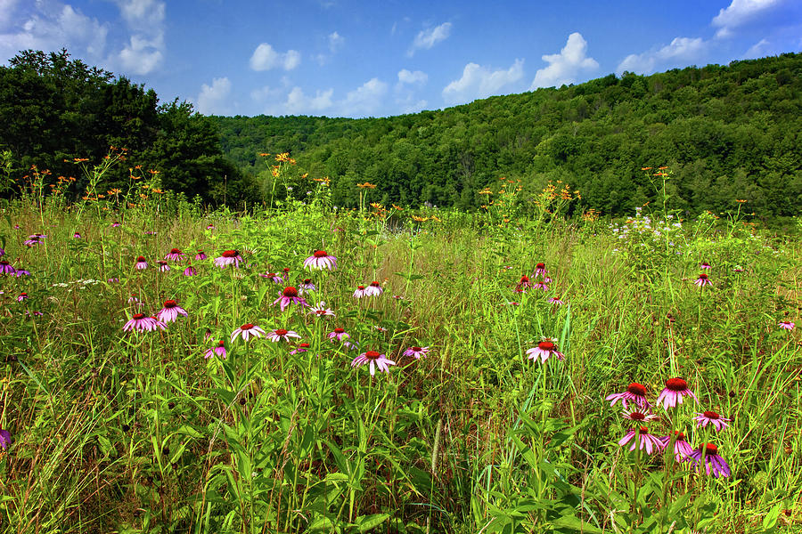 Summer Wildflower Meadow Photograph by Michael Gadomski