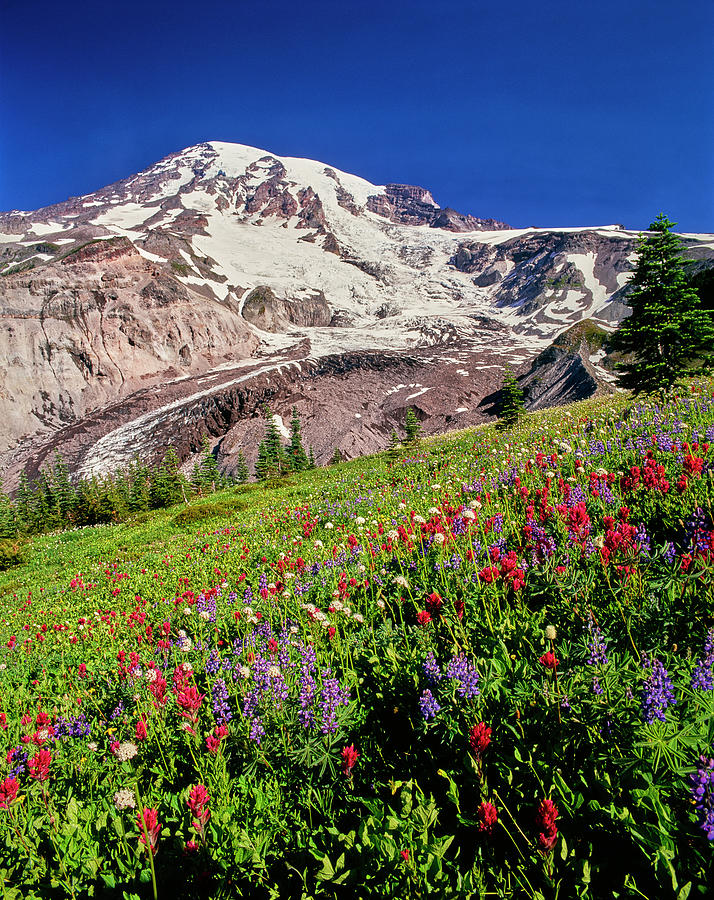 Summer Wildflowers Bloom In A Meadow Photograph by Panoramic Images