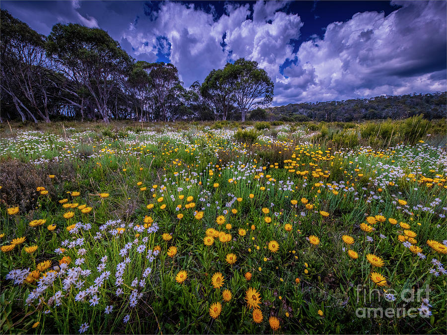 Summer Wildflowers Blooming In Snowy Photograph by Southern Lightscapes-australia