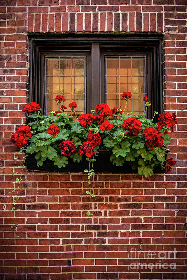 Summer Window Boxes Photograph by Judy Wolinsky