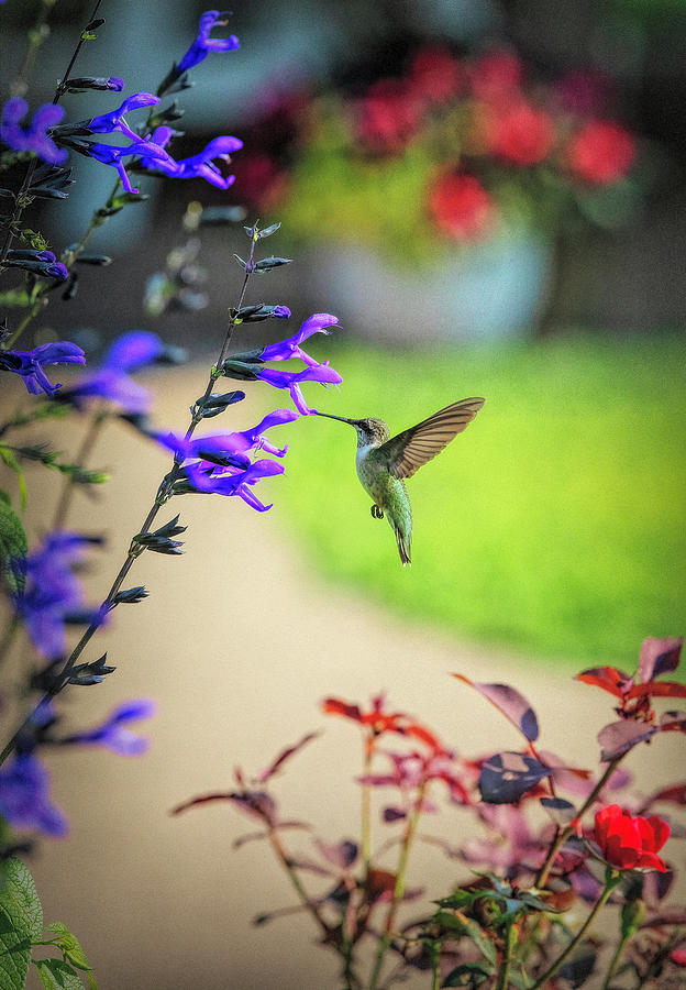 Summer with a Hummingbird Photograph by Deborah Penland