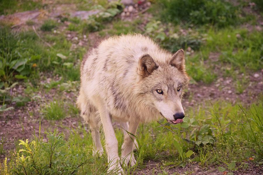 Summer Wolf Photograph by Lkb Art And Photography | Fine Art America