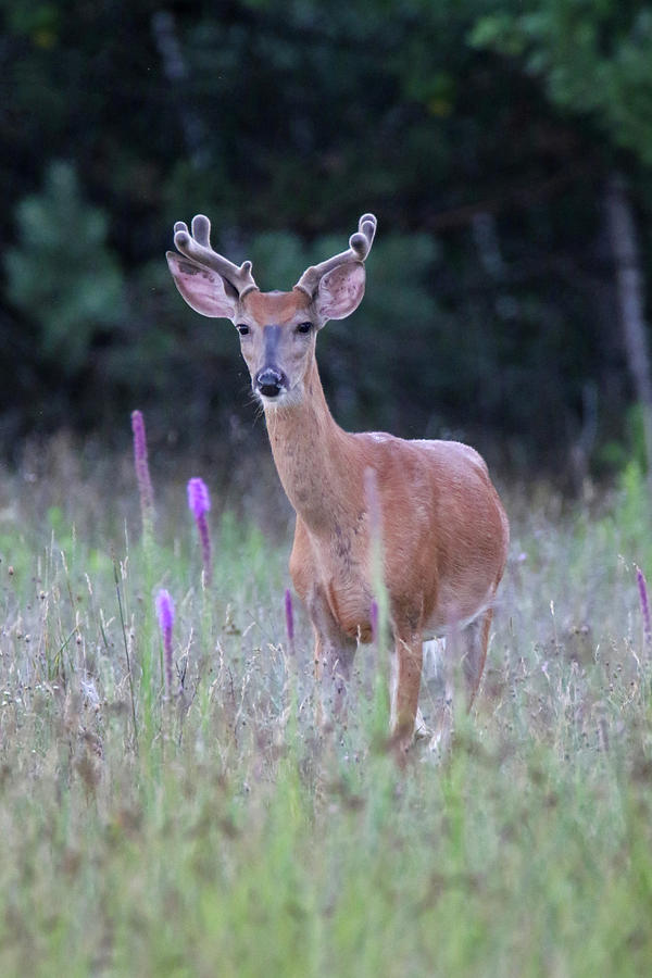 Summer Young Buck 3 Photograph by Brook Burling