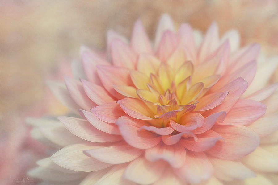 Summers End Dahlia by TL Wilson Photography Photograph by Teresa Wilson