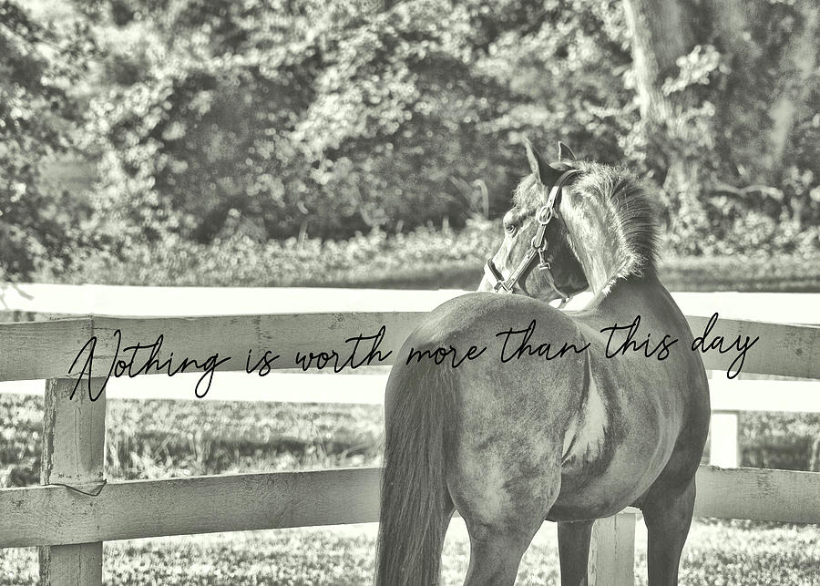 SUMMERS EVE quote Photograph by Dressage Design