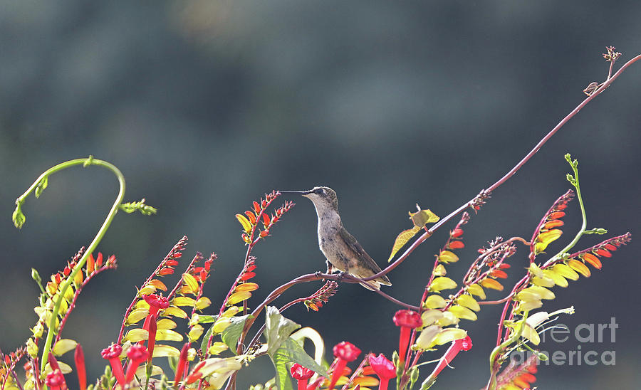 Summers Hummingbird Photograph by Elizabeth Winter