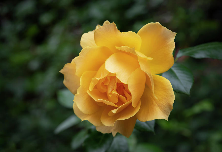 Summers Yellow Rose Photograph by Steven Clark