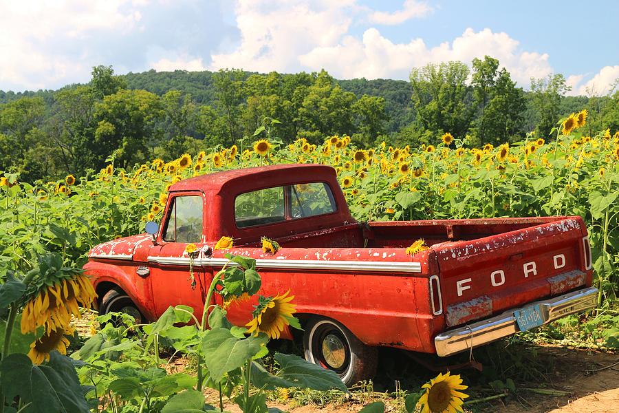 Field Of Dreams Photograph - Summertime and Sunflowers by Living Color Photography Lorraine Lynch