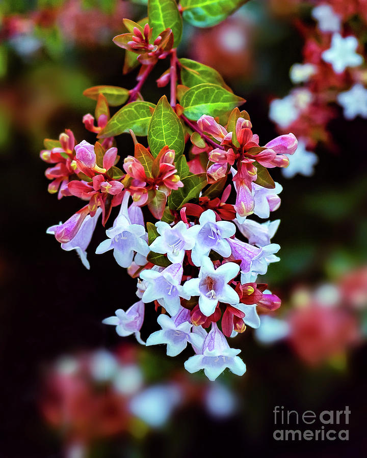 Summertime Beauty by Susan Warren Summertime Beauty by Susan Warren