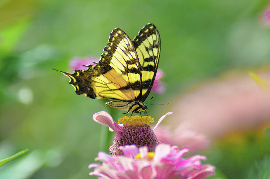 Summertime Butterfly Photograph by Bill Cannon